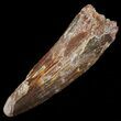 Spinosaurus Tooth - Real Dinosaur Tooth #50499-1